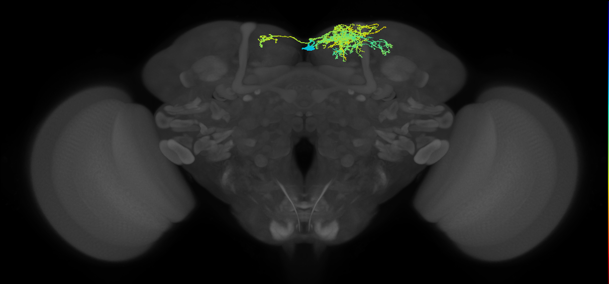 SMP087_R (FlyEM-HB:298250090)