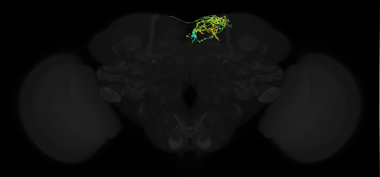 adult superior medial protocerebrum neuron 088