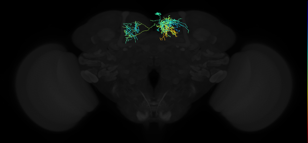 adult superior medial protocerebrum neuron 089