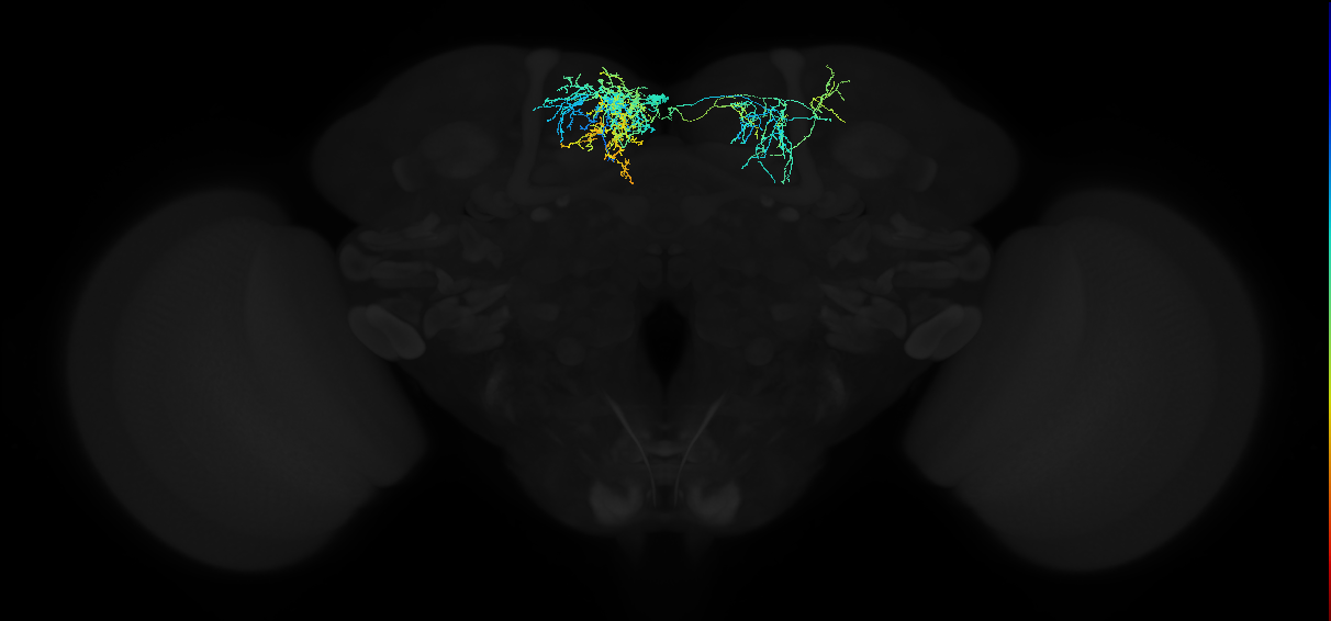 adult superior medial protocerebrum neuron 089