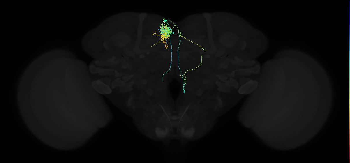 adult superior medial protocerebrum neuron 092