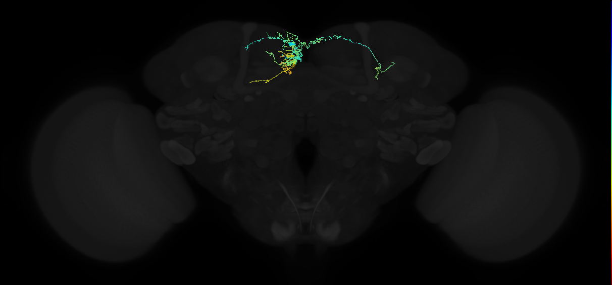 adult superior medial protocerebrum neuron 093