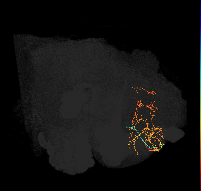 SMP093(ADM04)_L (FlyEM-HB:580732377)