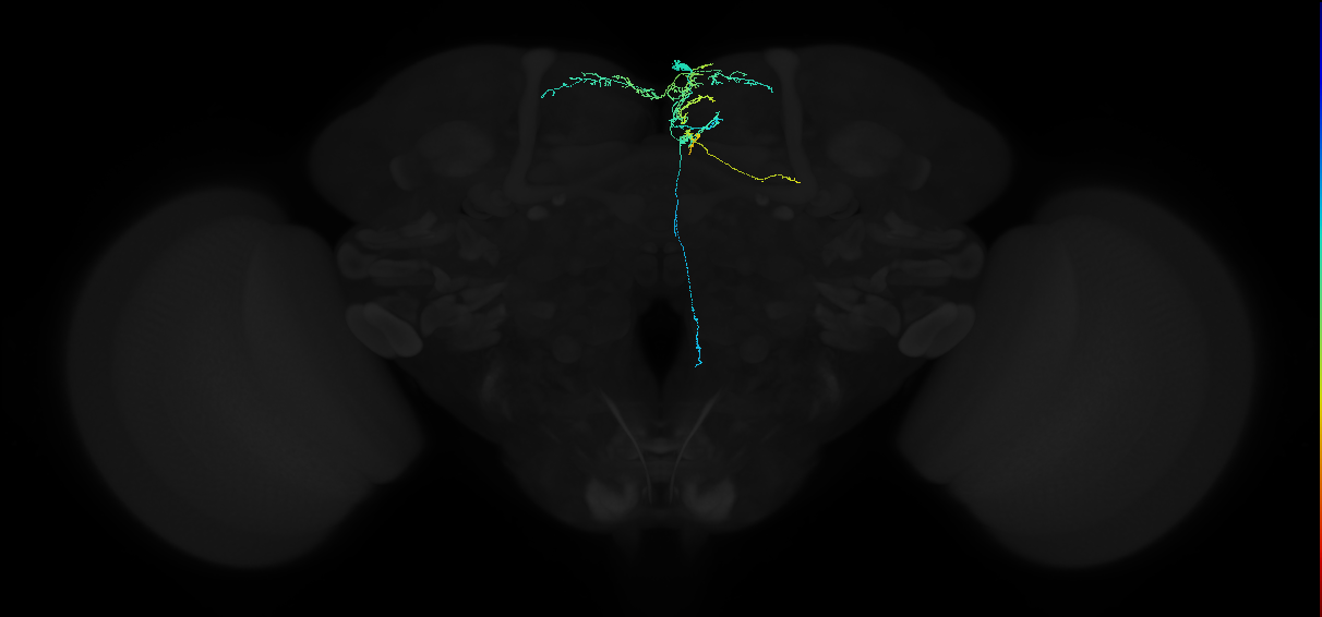 adult superior medial protocerebrum neuron 094