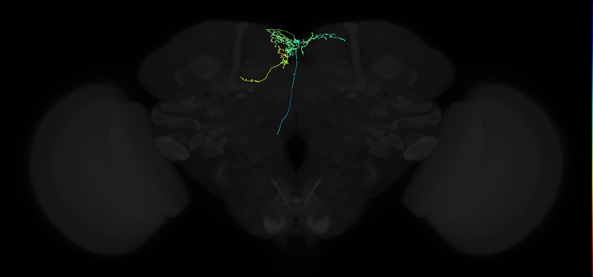 adult superior medial protocerebrum neuron 094