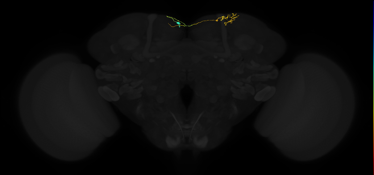 adult superior medial protocerebrum neuron 095