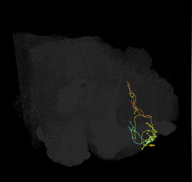 SMP101_R (FlyEM-HB:550655959)