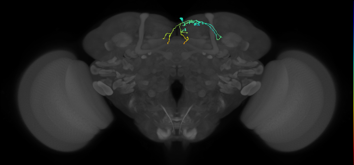 SMP101_R (FlyEM-HB:550655959)