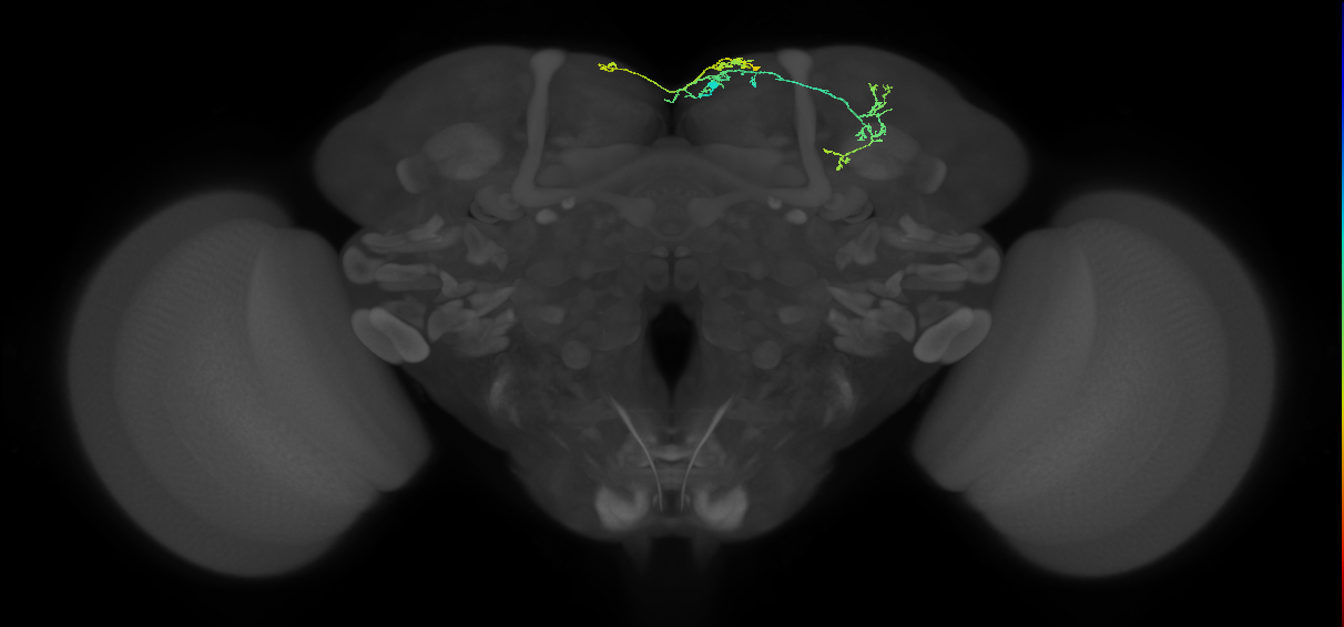 SMP105_a_R (FlyEM-HB:520613226)