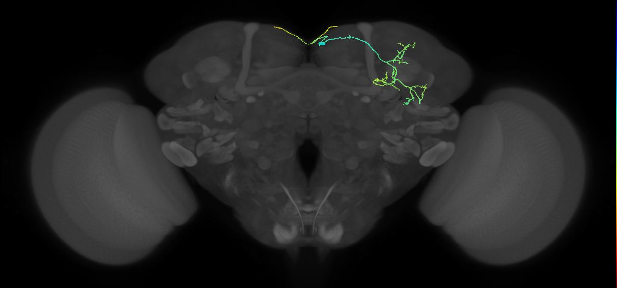 SMP106_R (FlyEM-HB:583024625)