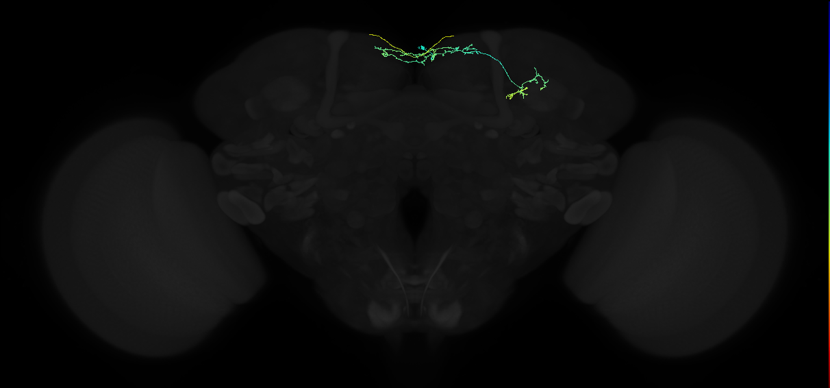 adult superior medial protocerebrum neuron 107