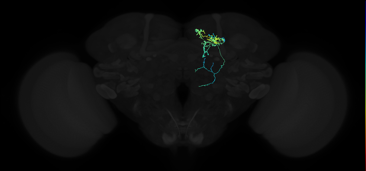 adult superior medial protocerebrum neuron 111