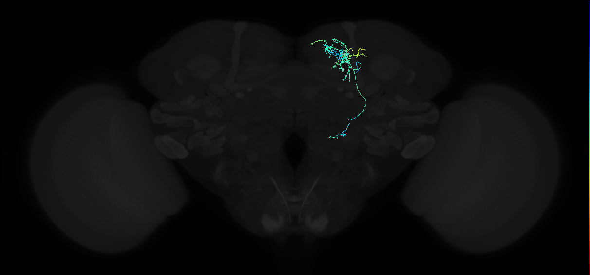 adult superior medial protocerebrum neuron 112