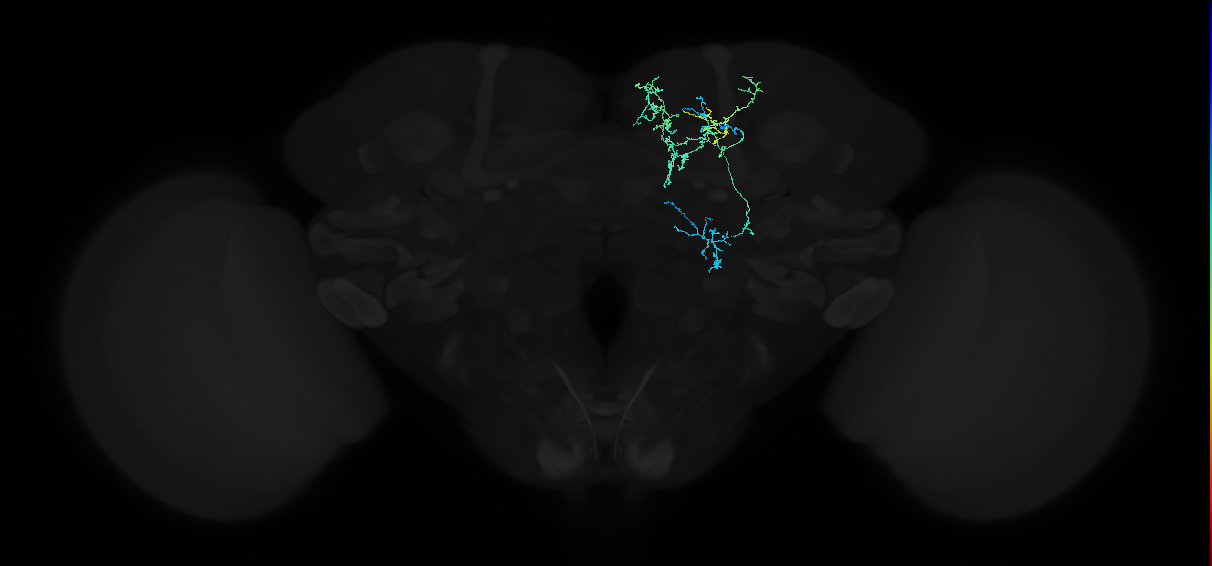 adult superior medial protocerebrum neuron 113