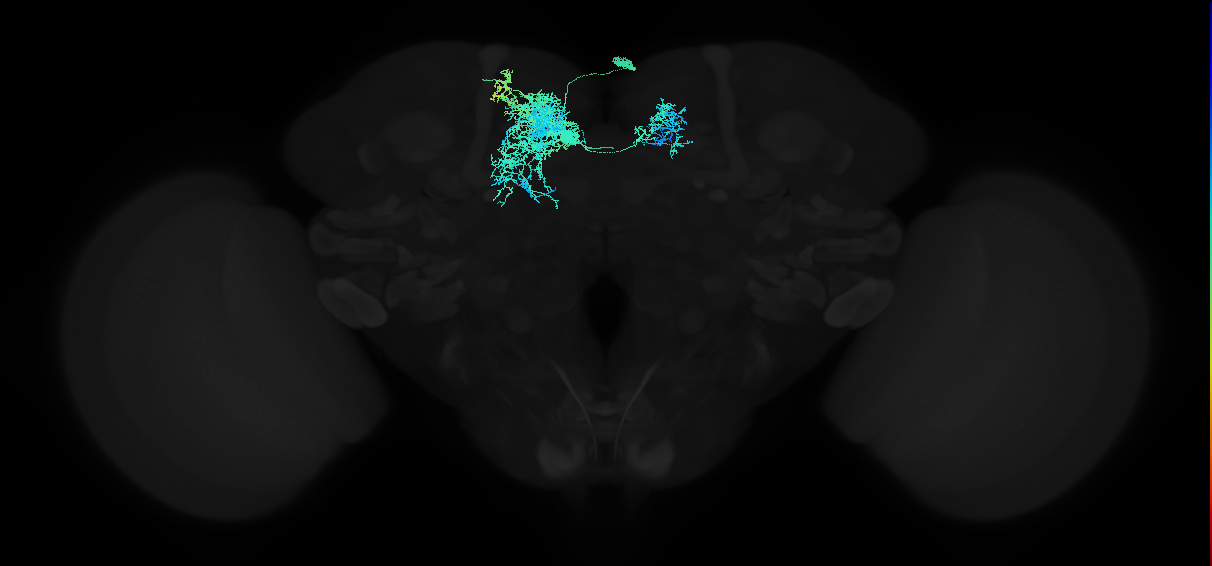 adult superior medial protocerebrum neuron 114