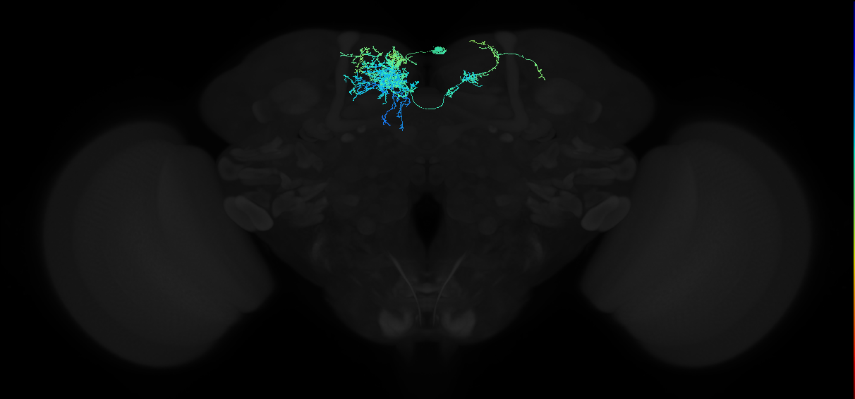 adult superior medial protocerebrum neuron 116