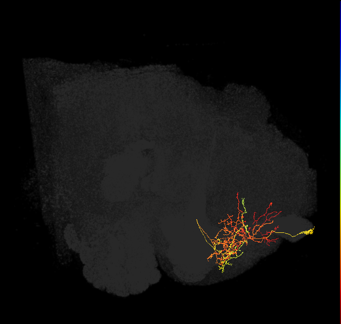 SMP117_a_R (FlyEM-HB:5813060697)