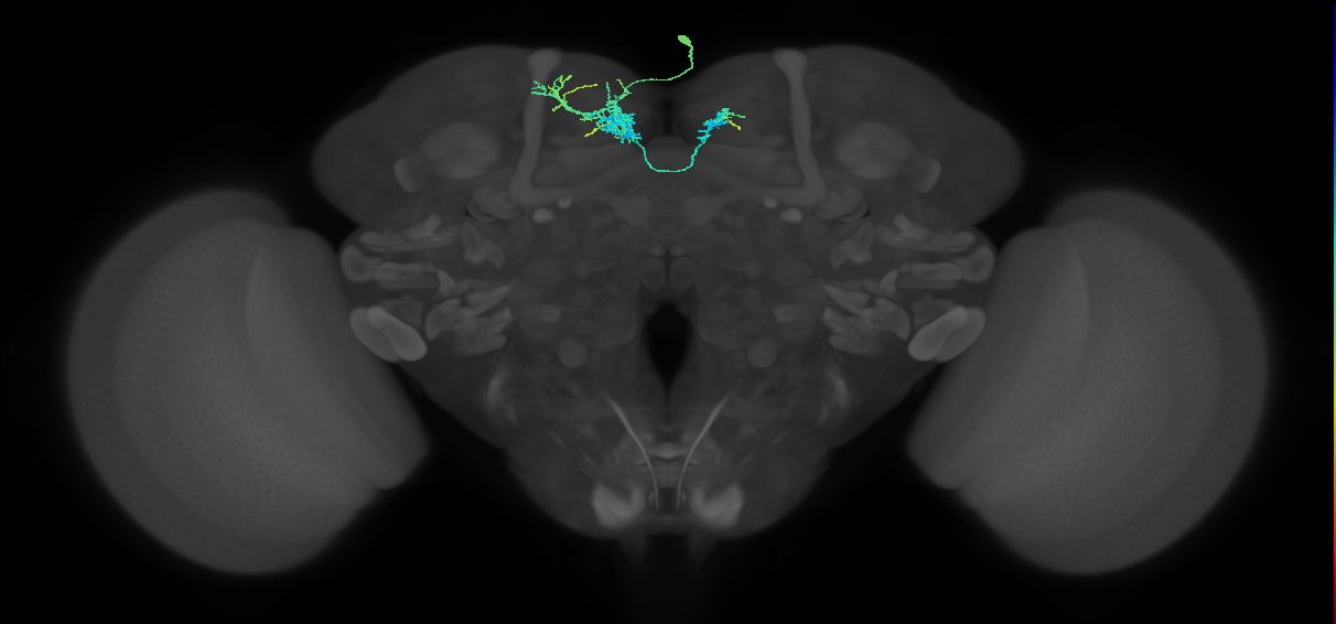 SMP117_a_R (FlyEM-HB:5813060697)