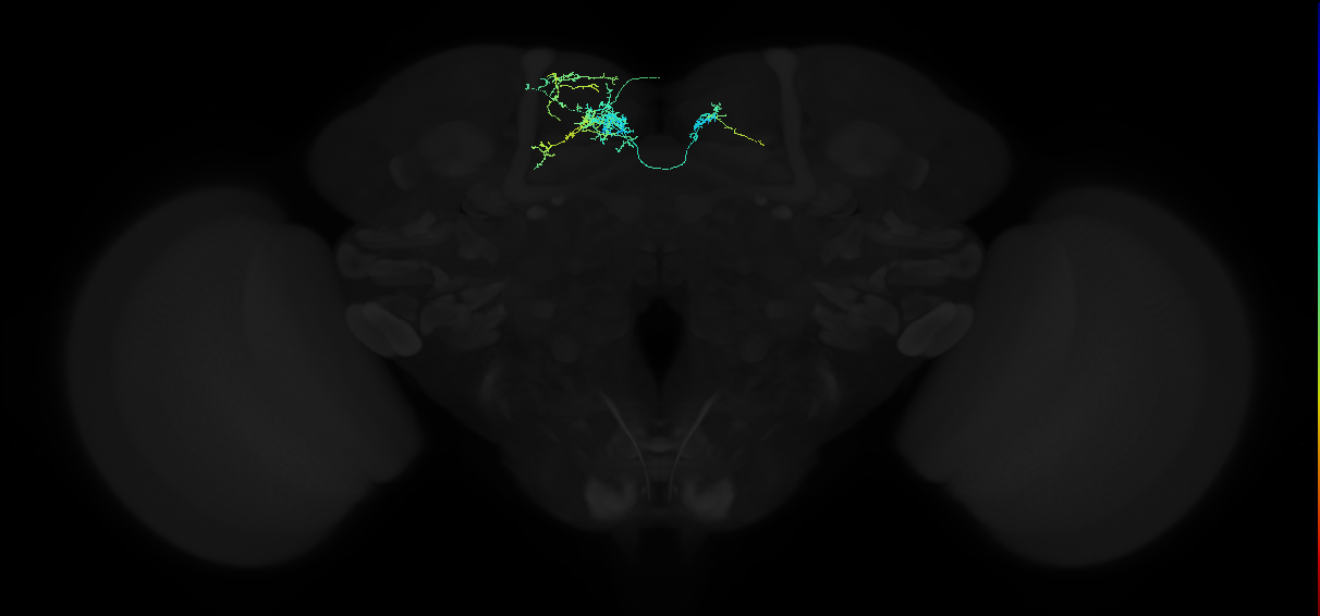 adult superior medial protocerebrum neuron 117