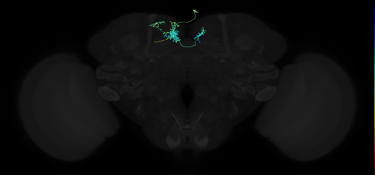 adult superior medial protocerebrum neuron 118