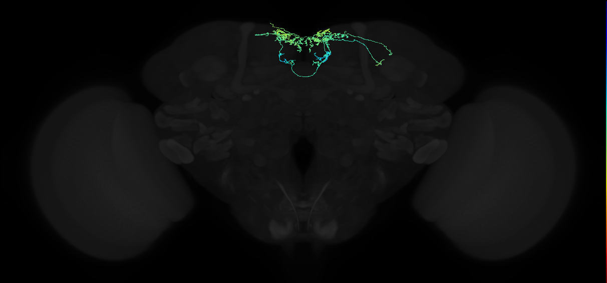 adult superior medial protocerebrum neuron 121