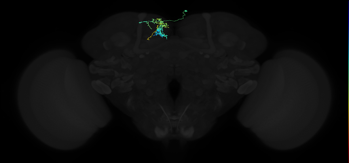 adult superior medial protocerebrum neuron 124