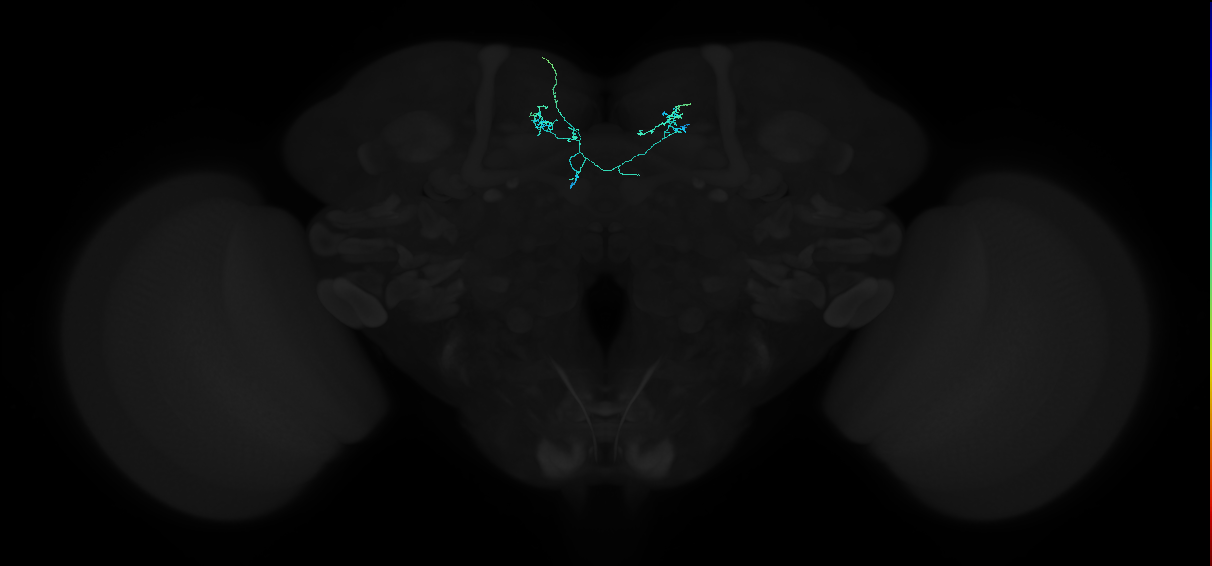 adult superior medial protocerebrum neuron 128
