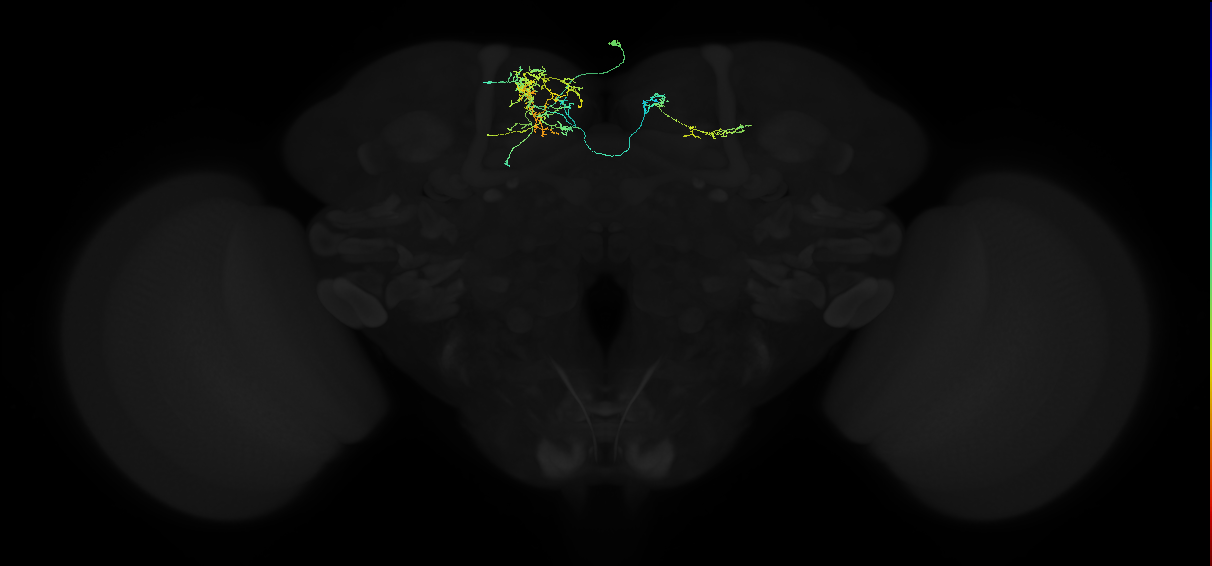 adult superior medial protocerebrum neuron 131