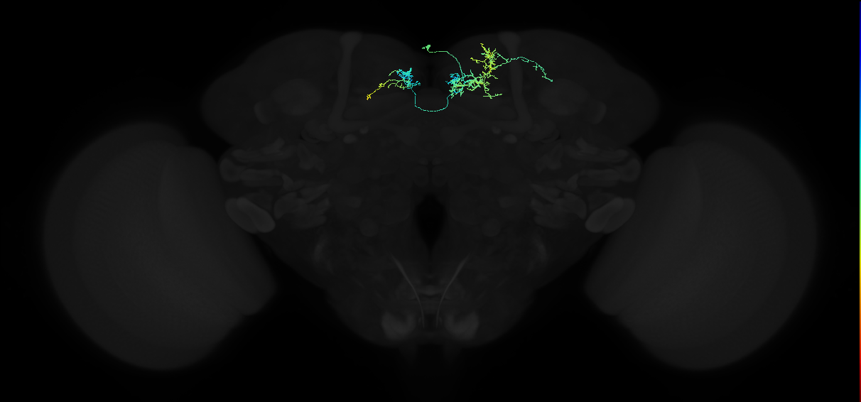 adult superior medial protocerebrum neuron 132