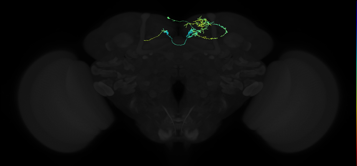 adult superior medial protocerebrum neuron 133