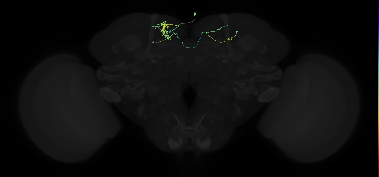 adult superior medial protocerebrum neuron 134