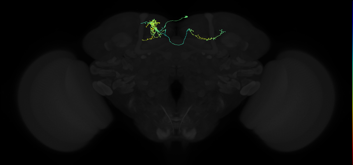 adult superior medial protocerebrum neuron 135