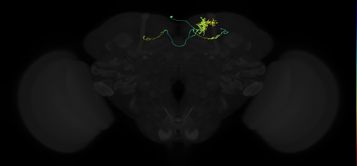 adult superior medial protocerebrum neuron 136