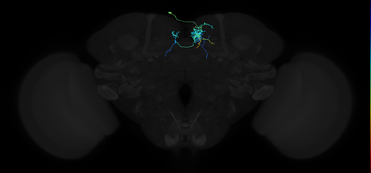 adult superior medial protocerebrum neuron 140