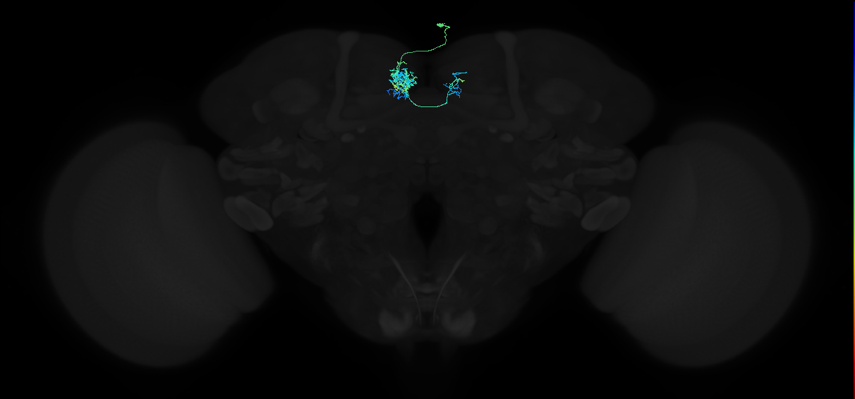 adult superior medial protocerebrum neuron 141