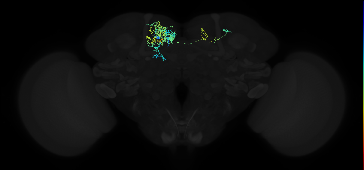 adult superior medial protocerebrum neuron 144