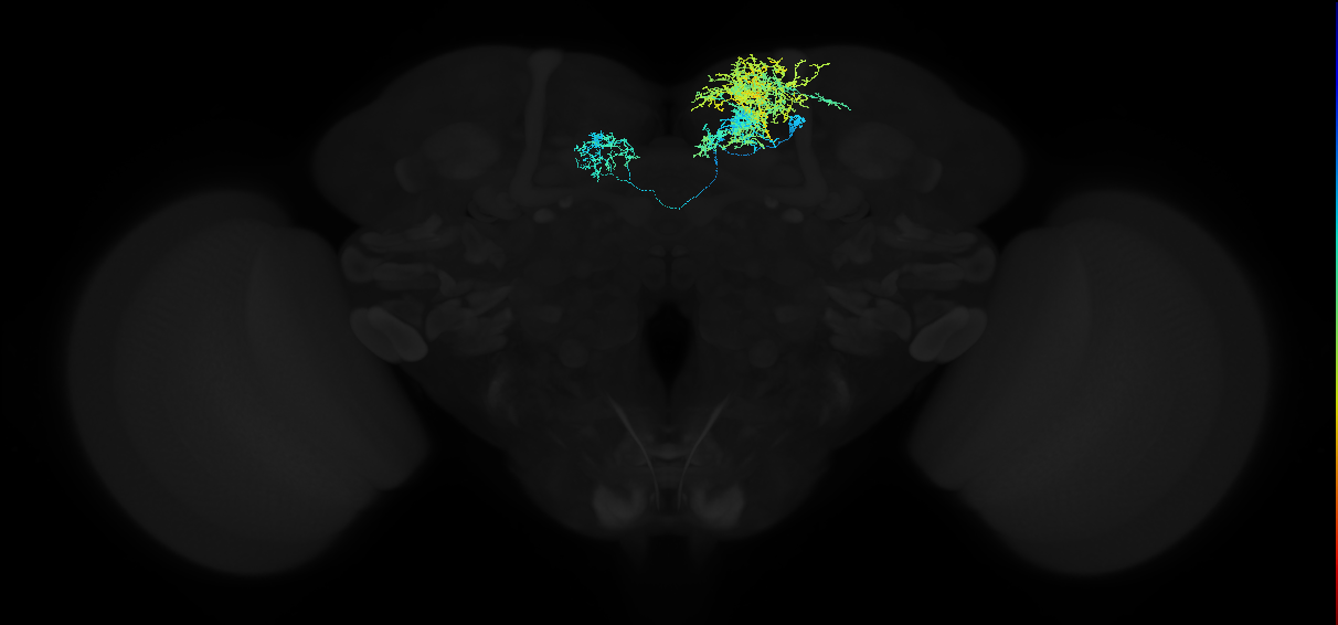 adult superior medial protocerebrum neuron 146