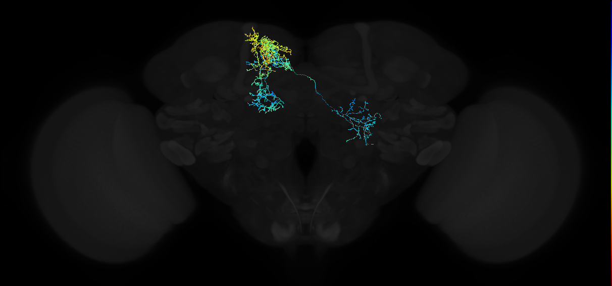adult superior medial protocerebrum neuron 147