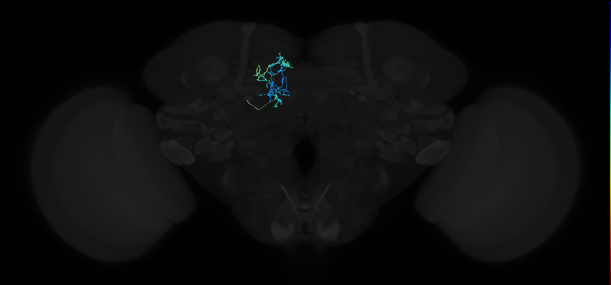 adult superior medial protocerebrum neuron 152