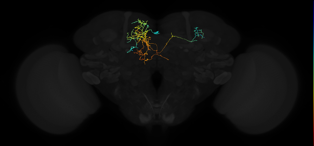 adult superior medial protocerebrum neuron 155