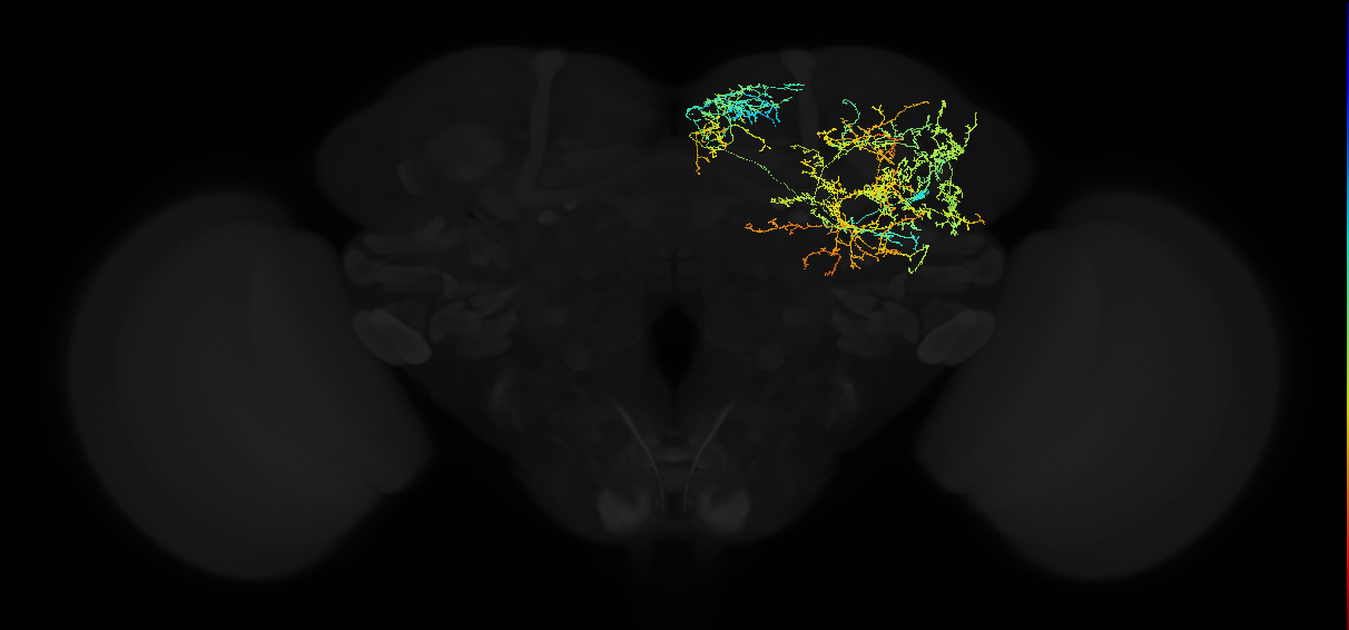 adult superior medial protocerebrum neuron 159