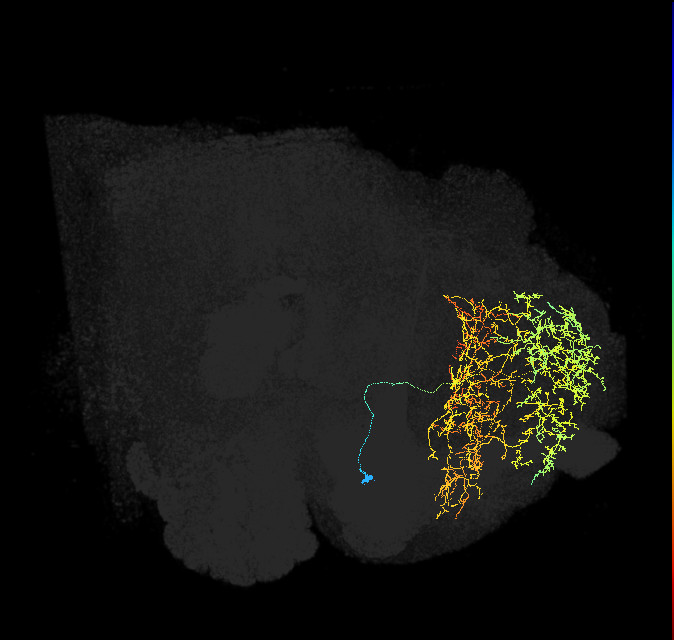 SMP162_R (FlyEM-HB:327587644)
