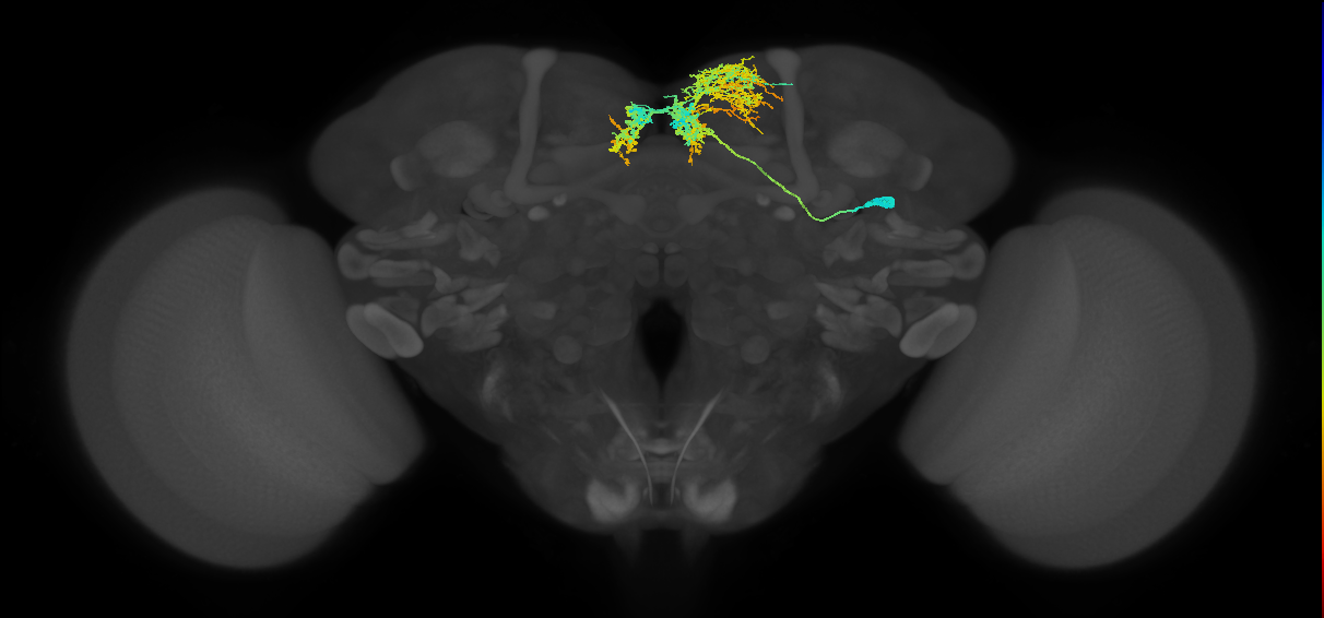 SMP162_R (FlyEM-HB:327587644)