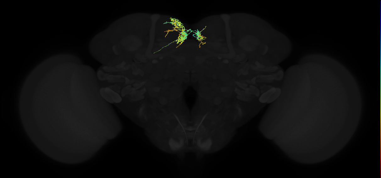 adult superior medial protocerebrum neuron 162
