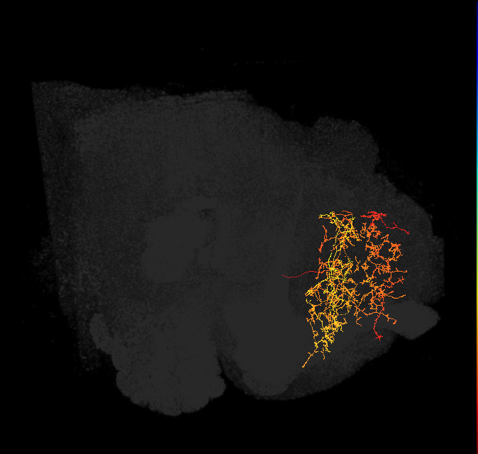 SMP162(AVL23)_L (FlyEM-HB:453522986)