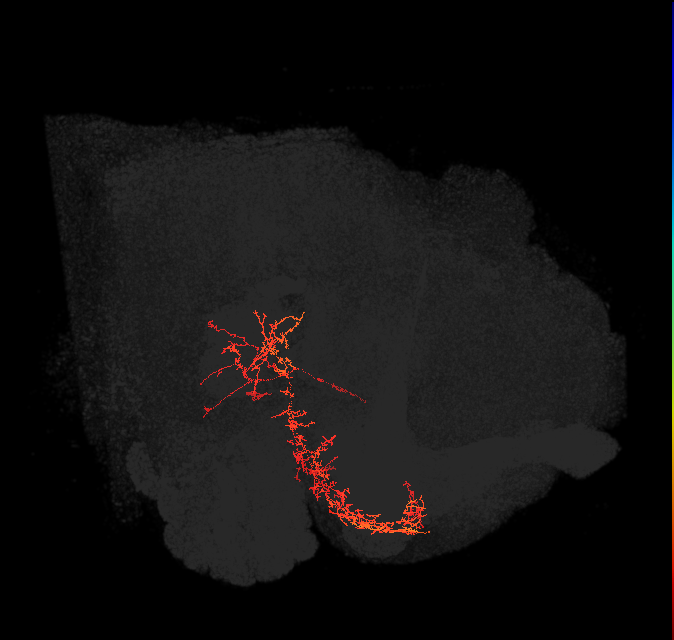 adult superior medial protocerebrum neuron 163