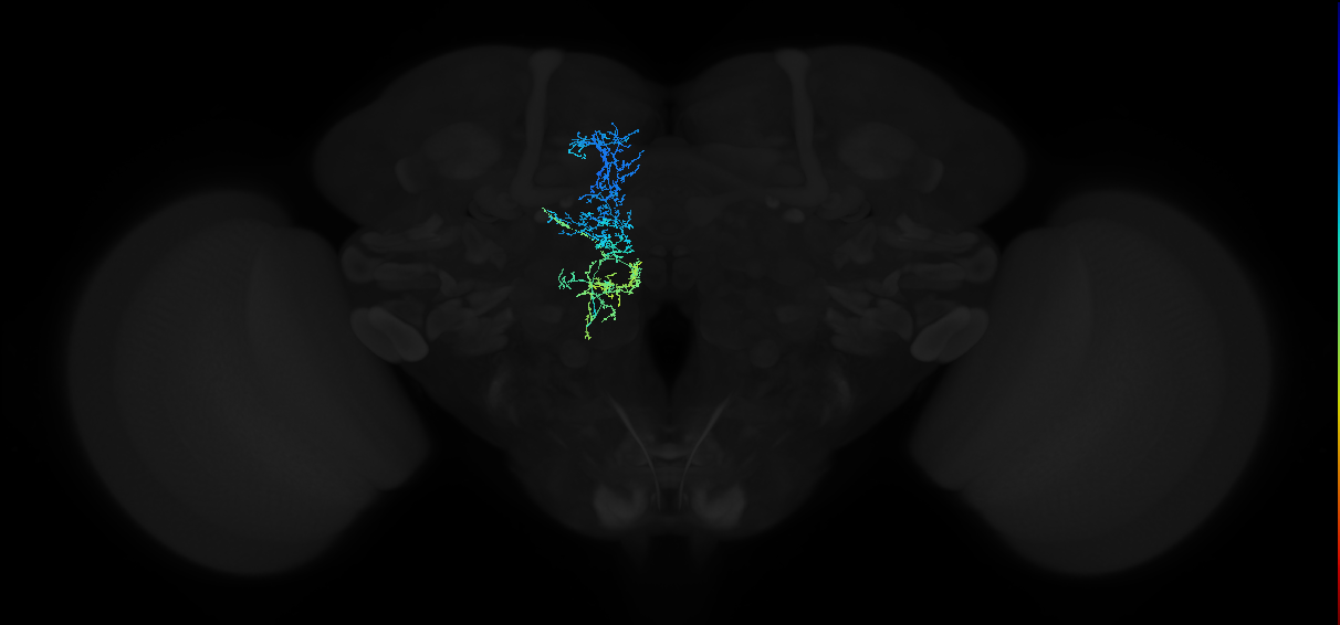 adult superior medial protocerebrum neuron 163