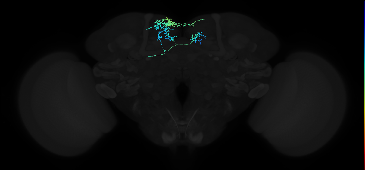adult superior medial protocerebrum neuron 165