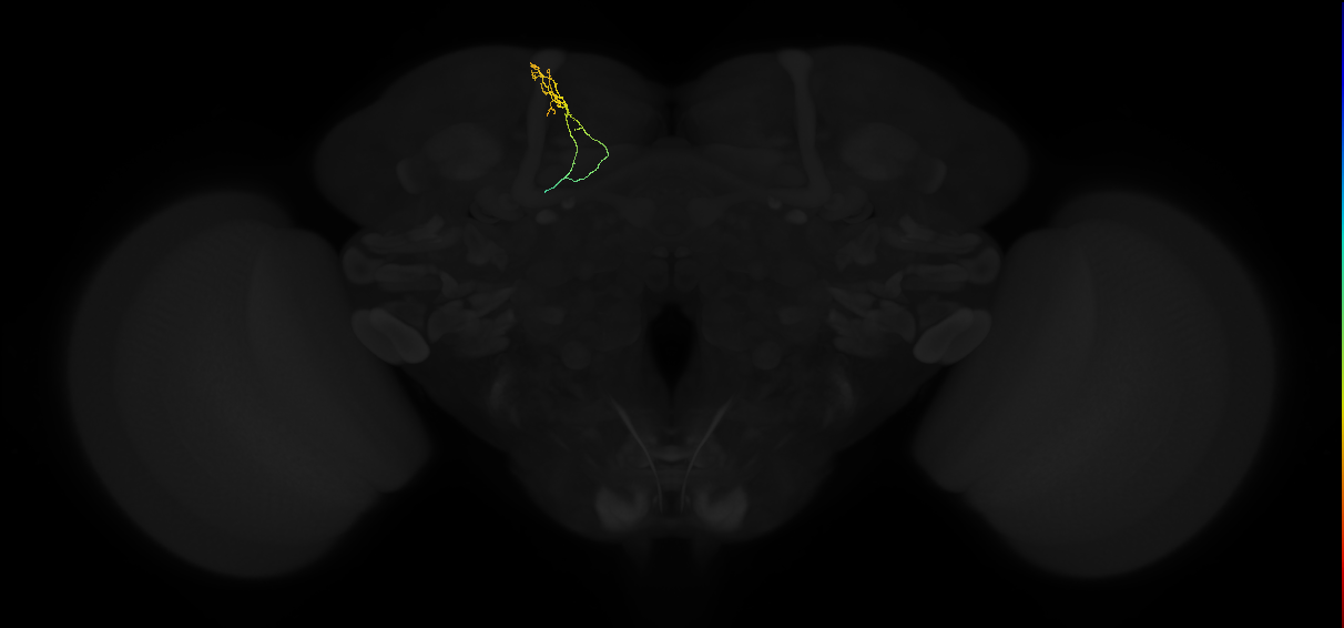 adult superior medial protocerebrum neuron 166