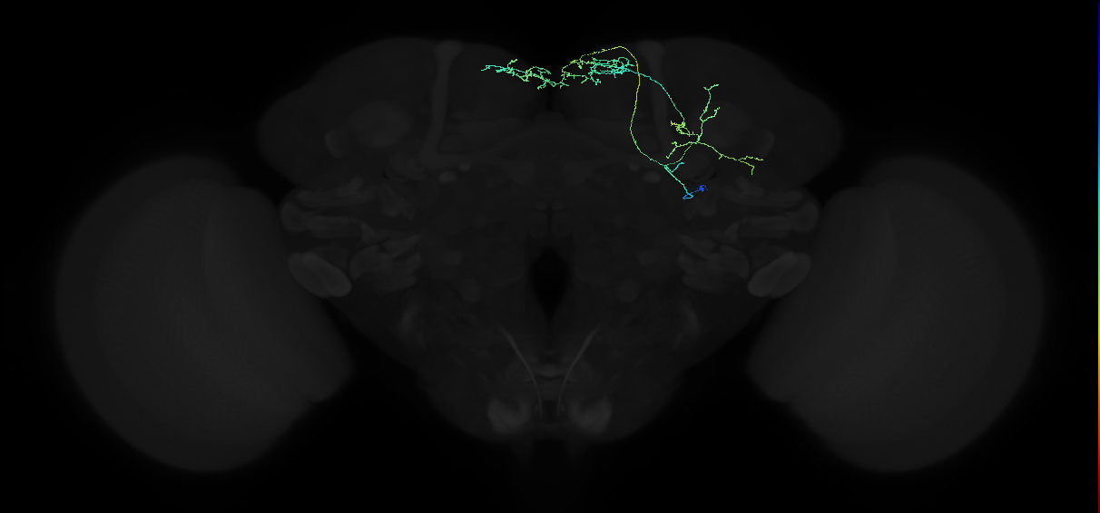 adult superior medial protocerebrum neuron 172